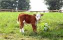 It's Bloggerin' Time!: Time for a wee calf