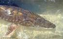 FLMNH Ichthyology Department: Gulf Sturgeon