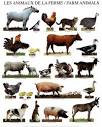 Farm Animals: text, images, music, video | Glogster EDU - 21st ...