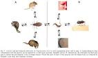 Memorias do Instituto Oswaldo Cruz - Evolution and pathology in ... 