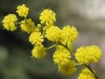 <b>mimosa</b> 3