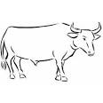 Ox coloring page