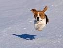 Super-Beagle flying! - a photo on Flickriver