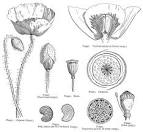 Angiosperm Families - Papaveraceae Juss.