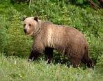 COMMITTEE ON THE STATUS OF ENDANGERED WILDLIFE IN CANADA | Habitat ...