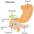 Gallbladder - Wikipedia, the free encyclopedia
