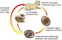 Life Cycle <b>Toxascaris</b> cat