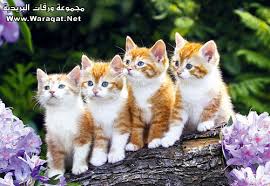 http://t1.gstatic.com/images?q=tbn:ANd9GcSk74IwDrICzoJT5nndlHUfgVV38vyVJvQ61eCY3Nm_4tuznjt6YA