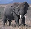 African Elephants - National Zoo| FONZ