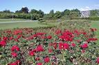 File:Aarhus rose garden.jpg - Wikimedia Commons