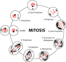 external image images?q=tbn:ANd9GcSkOHx11vXOq-CJljmzkLqutUb755YplC2pHeeXIKmZSVZ6YAzE