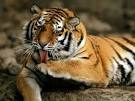 Siberian Tigers, Siberian Tiger Pictures, Siberian Tiger Facts ...