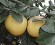 Citrus Pages / Pomelos
