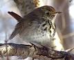 Hermit Thrush - Wikipedia, the free encyclopedia
