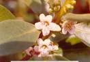 <b>Myoporaceae</b> (Myoporum Family)