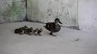 Imprinting (psychology) - Wikipedia, the free encyclopedia