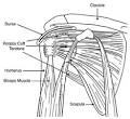 Who Gets <b>Shoulder</b> Problems?