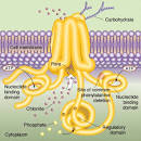 A promising new drug for cystic fibrosis | MassGenomics