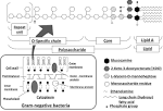 of <b>Lipopolysaccharides</b> for