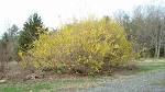 Forsythias | Shenandoah Valley Flowers