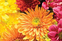 PHS | Fall Garden Festival 