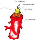 pela <b>artéria</b> chama-se luz.