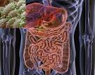 Figure 1 : Physiology: Obesity and gut flora : Nature