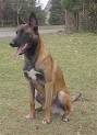 Belgian Malinois Information and Pictures