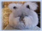 English Angora Rabbits