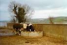 S6722 : Bull at Carrickcloney, - via Daymix