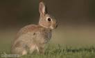 BBC Nature - Rabbit videos, news and facts