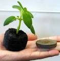 Gardening Supplies - Amarosia Organic Garden