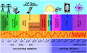 HowStuffWorks "How Cell-phone Radiation Works"