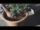 Growing Blueberries How To Plant Blueberries In Pots