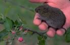 Family Cricetidae: Native rats and mice