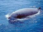 Photo of Cuvier's beaked whale - Ziphius cavirostris