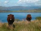 Face-off. Two stunning Luing heifers watching the stranger go by. - via Daymix