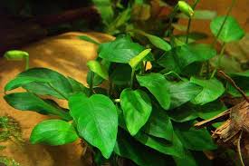 images?qtbnANd9GcSlyQtd2nITTCb1jSAsFFPyBrI5UfO3yTNhQcXGFNf9lCOoaISa