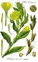 <b>Oenothera biennis</b>