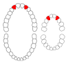 Maxillary lateral incisor - Wikipedia, the free encyclopedia