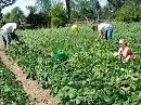 More bean harvesting action - Tiny Farm Blog - Tiny Farm Blog