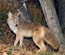 Wolves, Wolf Facts, Cougars, Cougar Facts, Coyotes, Coyote Facts ...