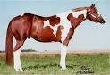 Whata Investment : Pleasure Stallions APHA