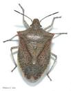 Bug