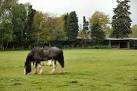 SU9263 : Shire Horses in - via Daymix