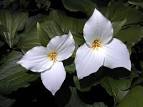 Fibonacci Numbers in Nature