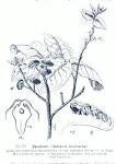 File:<b>Antiaris</b> toxicaria GS311.
