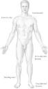 Anatomical terms of location - definition of Anatomical terms of ...
