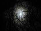 darkness forest