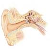 HowStuffWorks "How Hearing Works"
